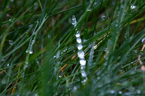 This nature still life photograph captures garden grass in close detail with several water droplets clinging to the blades. The image, taken around midday in late autumn, highlights the freshness of the plants as sunlight diffuses through the foliage. The water droplets on the grass emphasize the recent rainfall, creating reflective surfaces and accentuating the texture of the plants. The scene evokes the seasonal transition, showcasing the resilience and vibrant green tones of the grass amidst the cooler, wetter conditions of autumn.